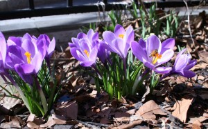 Crocus and Bees